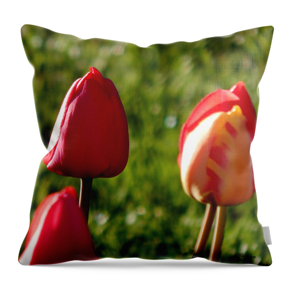 Spring Throw Pillow featuring the photograph Sun Dew Kisses by Wild Thing