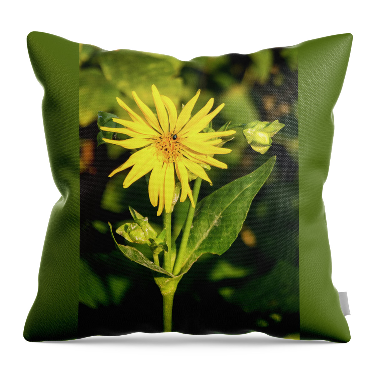 Wildlife Throw Pillow featuring the photograph Sunbathing by John Benedict