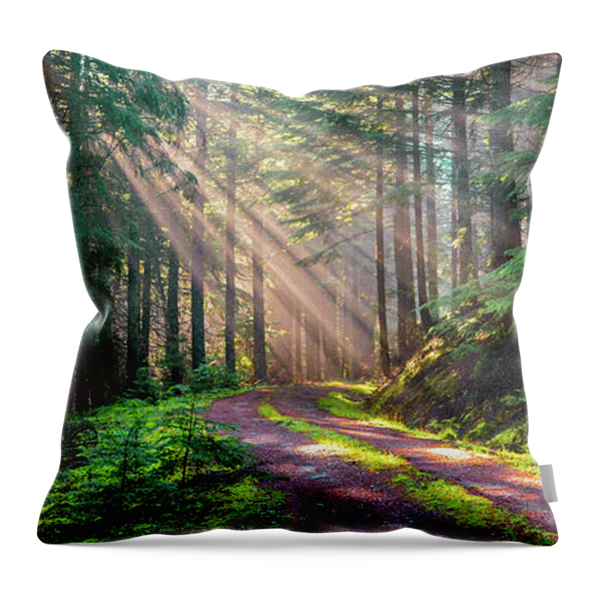 Landscape Throw Pillow featuring the photograph Sunbeams in Trees by Jason Brooks