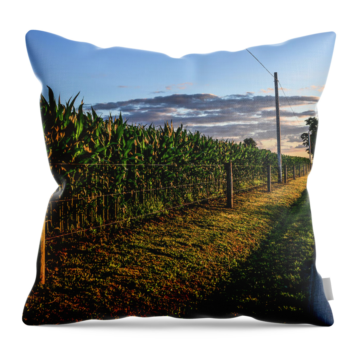 Golden Hour Throw Pillow featuring the photograph Sundrenched Cornfield by Tana Reiff