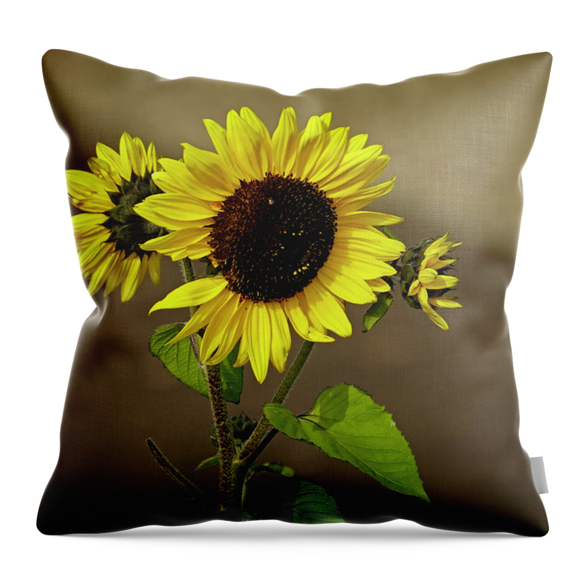Sunflower Throw Pillow featuring the photograph Sunflower 1 by Inge Riis McDonald