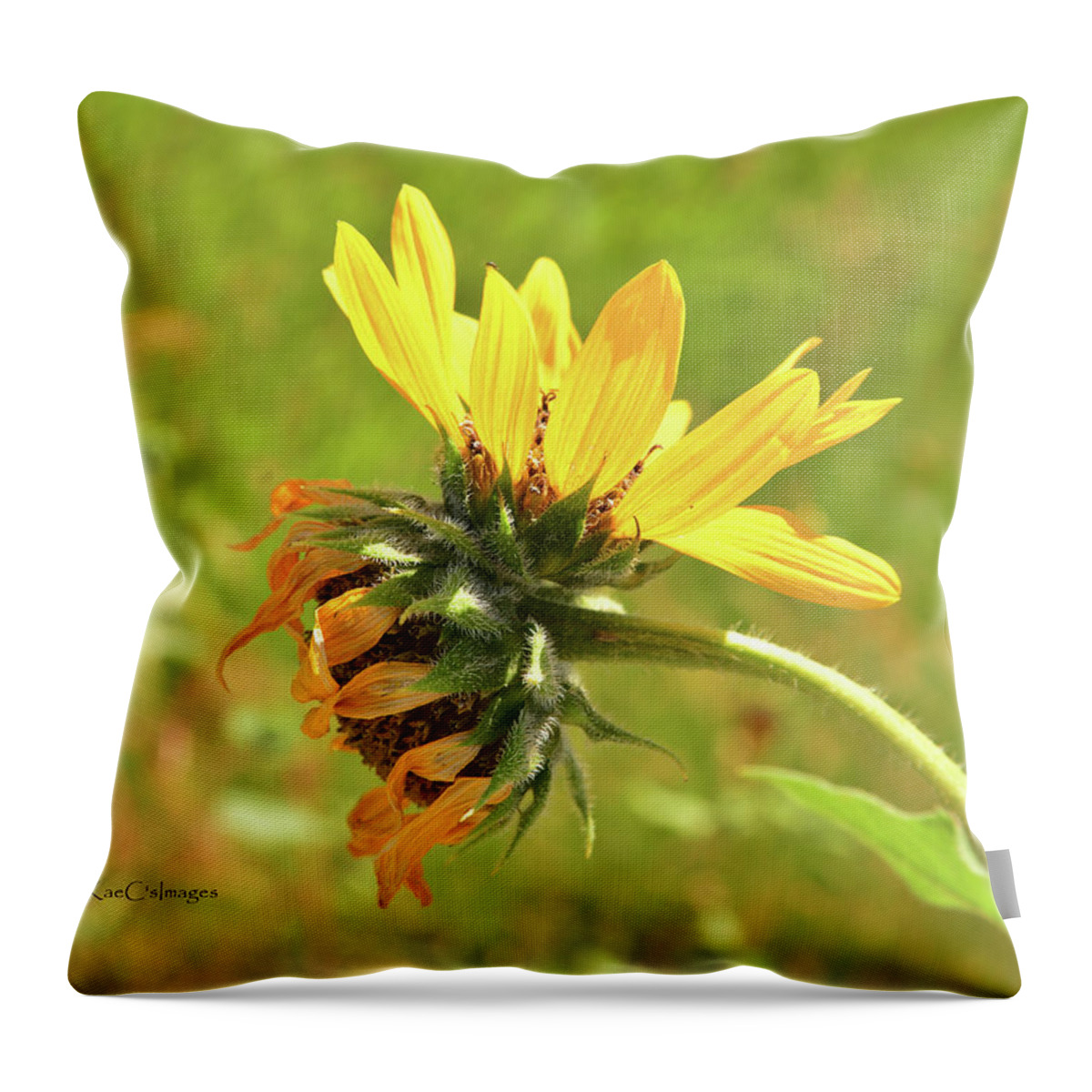 Sunflower Throw Pillow featuring the photograph Sunflower 184 Double Bloom by Kae Cheatham