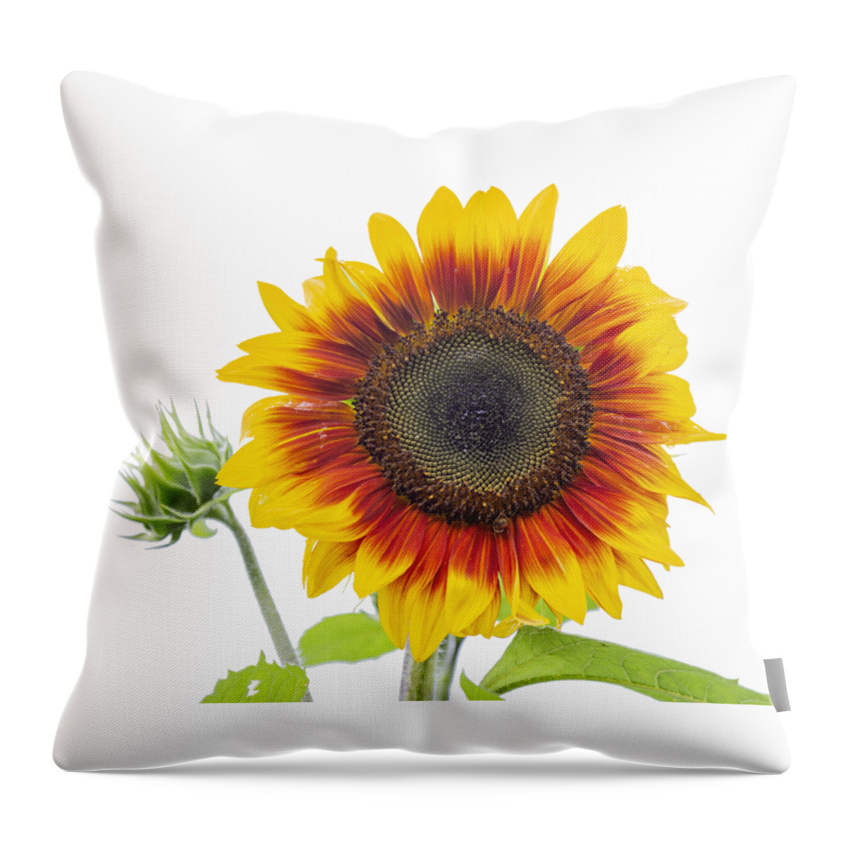 Sunflower Throw Pillow featuring the photograph Sunflower 2018-1 by Thomas Young