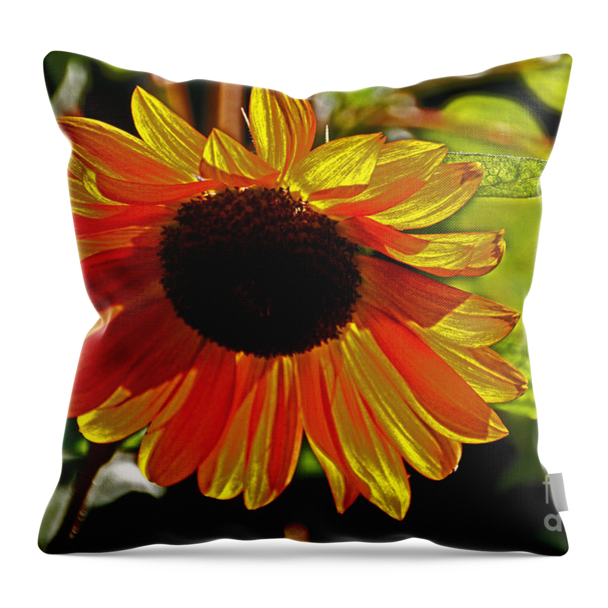  Throw Pillow featuring the photograph Sunflower 3 by David Frederick
