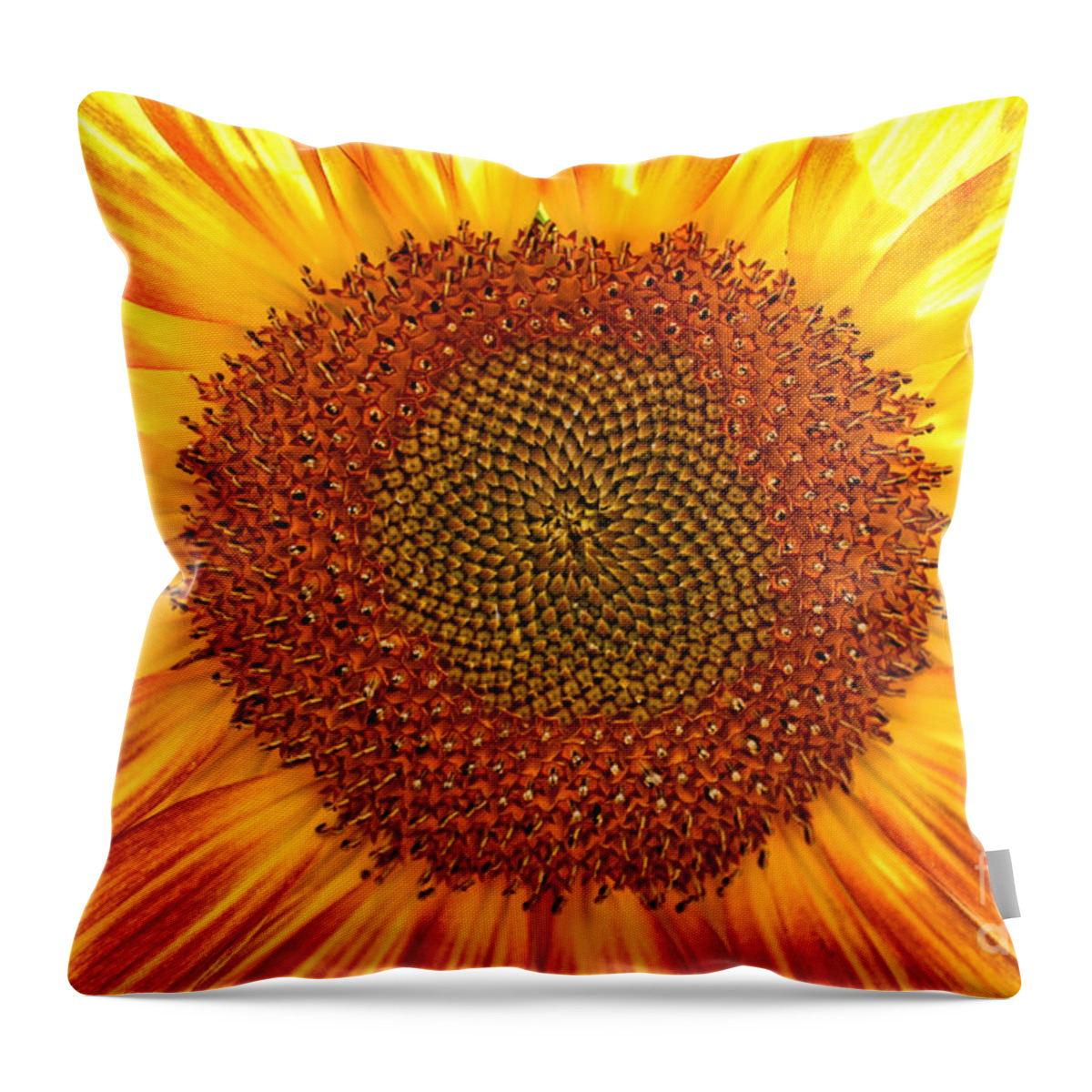 Flowers Throw Pillow featuring the photograph Sunflower 6178 by Jack Schultz