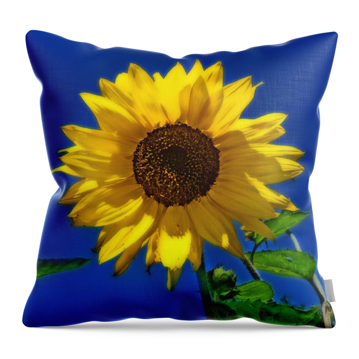 Sunflowers Throw Pillow featuring the photograph Maize 'N Blue by Amanda Smith