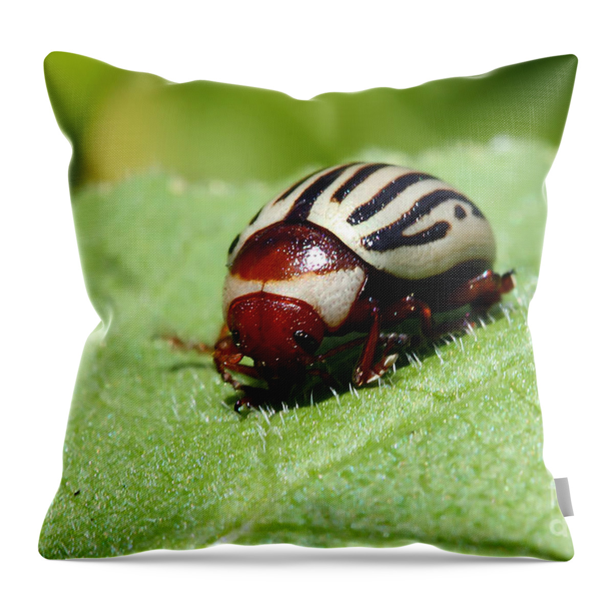 Bug Throw Pillow featuring the photograph Sunflower Beetle by Teresa Zieba