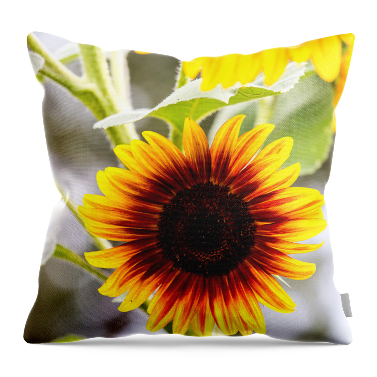 Sunflower Throw Pillow featuring the photograph Sunflower by Charles Hite