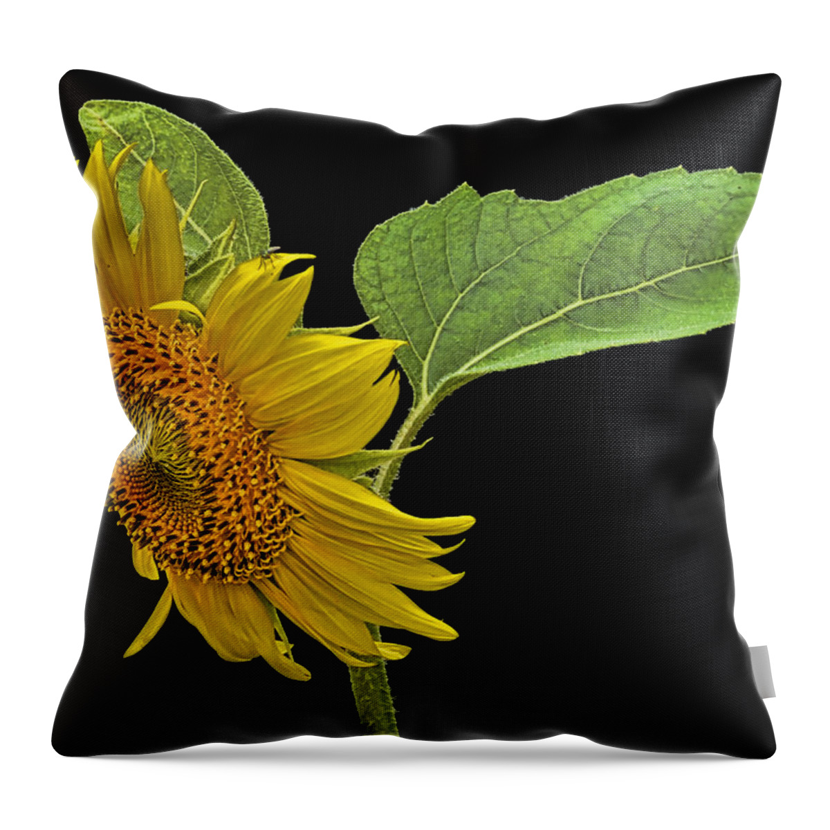 Sunflower Throw Pillow featuring the photograph Sunflower by Don Durfee