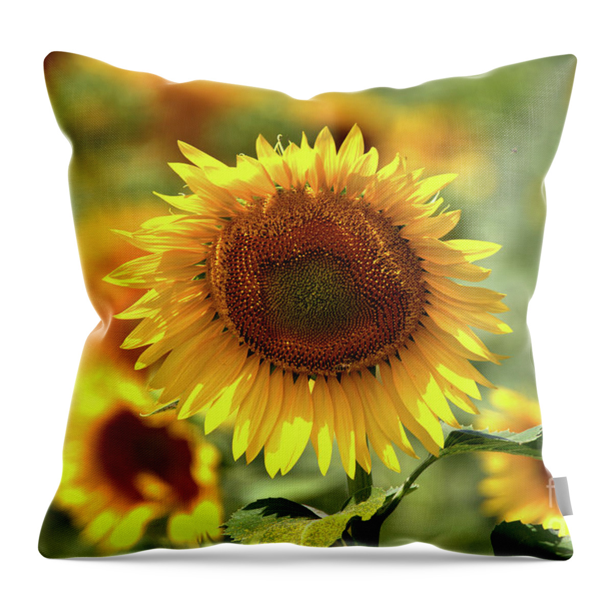 Sunflower Throw Pillow featuring the photograph Sunflower by Geraldine DeBoer