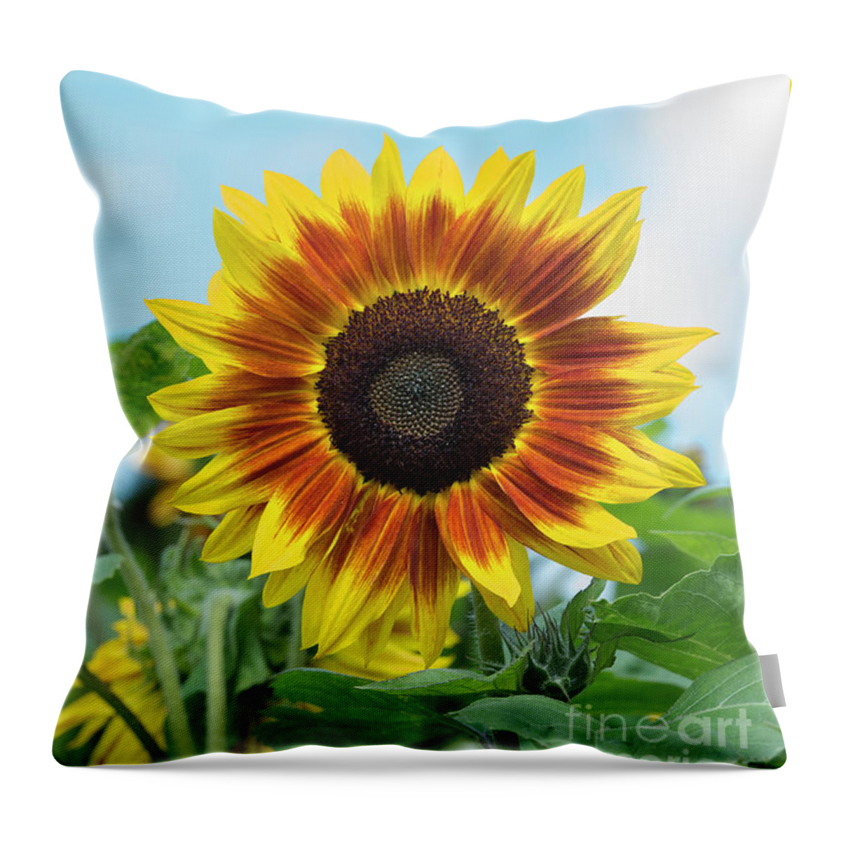Sunflower Harlequin Throw Pillow featuring the photograph Sunflower Harlequin by Tim Gainey