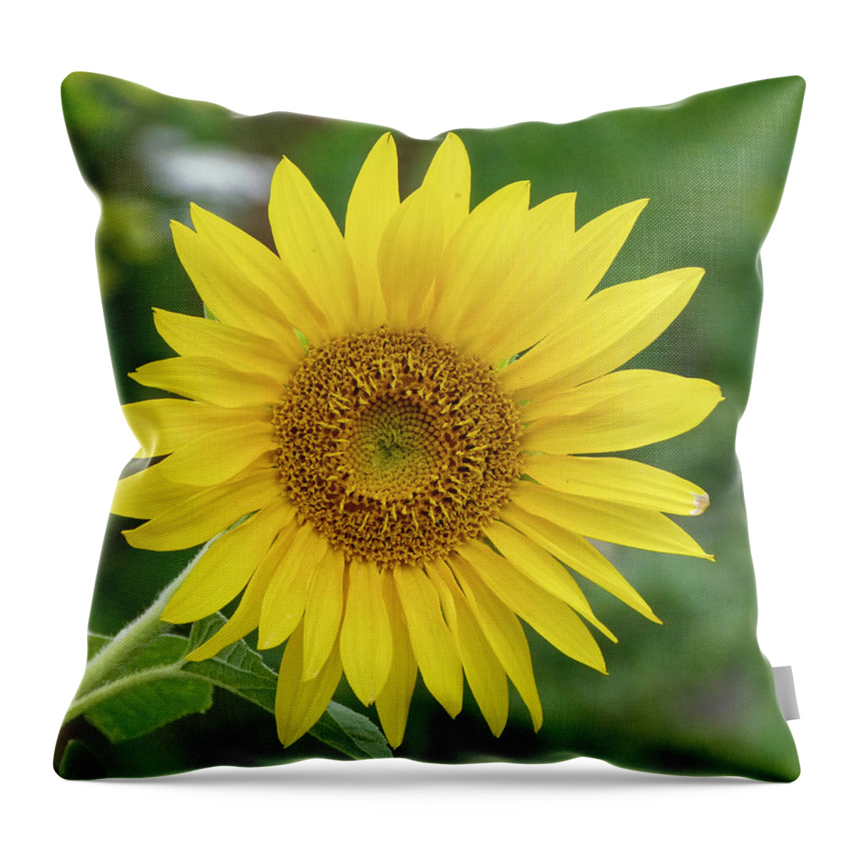 Sunflower Throw Pillow featuring the photograph Sunflower by Hartmut Knisel