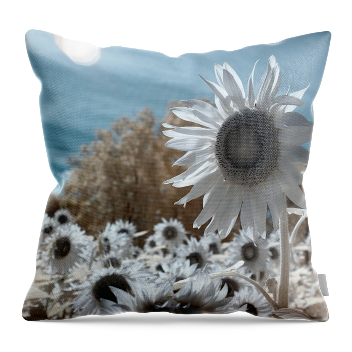 Ir Infra Red Infrared Waelength Outside Outdoors Nature Natural Sky Flower Flowers Botany Sun Sunflower Sunflowers 720nm 720 Nanometers Nanometer Brian Hale Brianhalephoto Farm Throw Pillow featuring the photograph Sunflower Infrared by Brian Hale
