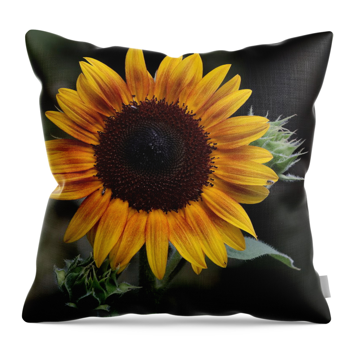 Sunflower Throw Pillow featuring the photograph Sunflower by John Moyer
