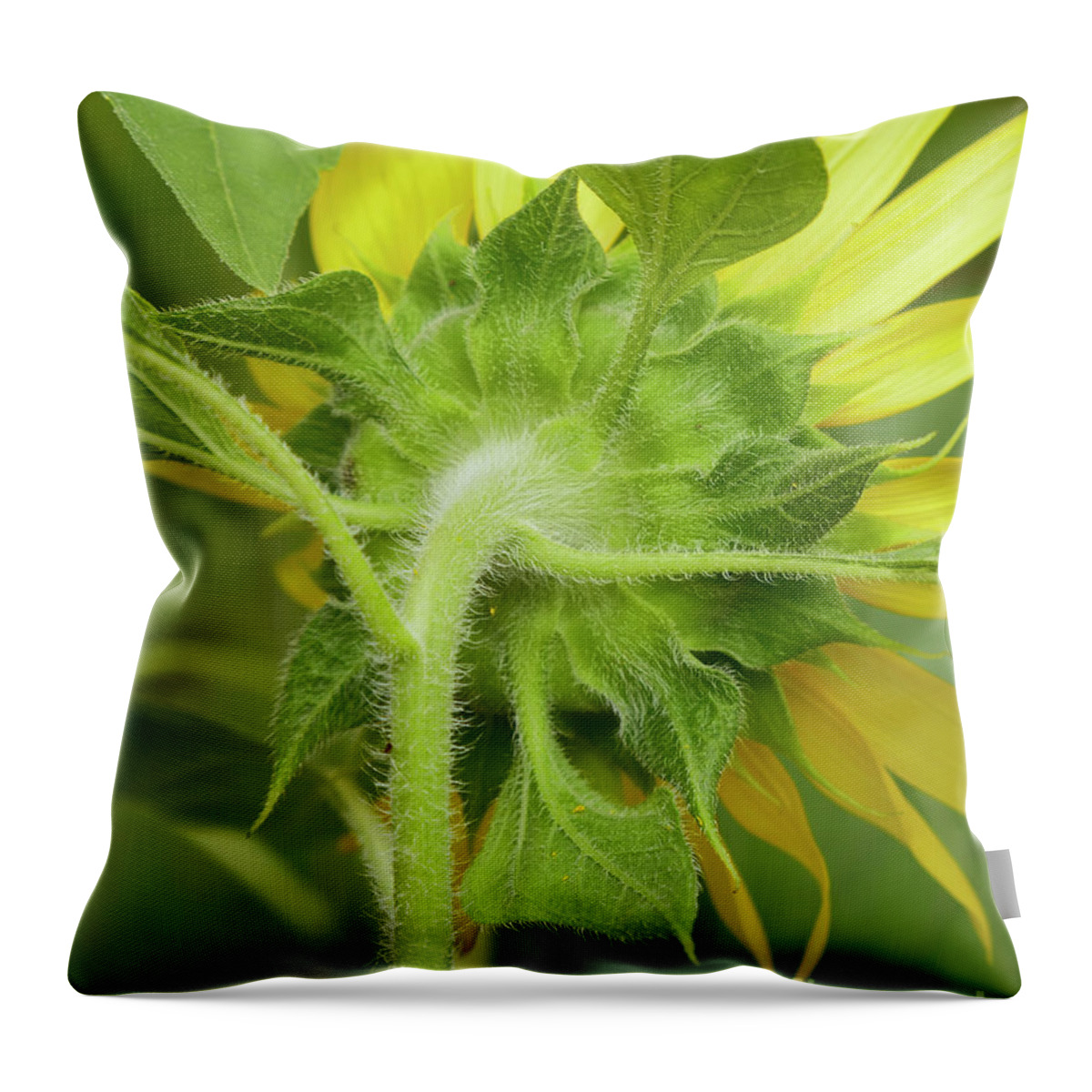 Sunflower Throw Pillow featuring the photograph Sunflower - Different perspective by Olga Hamilton