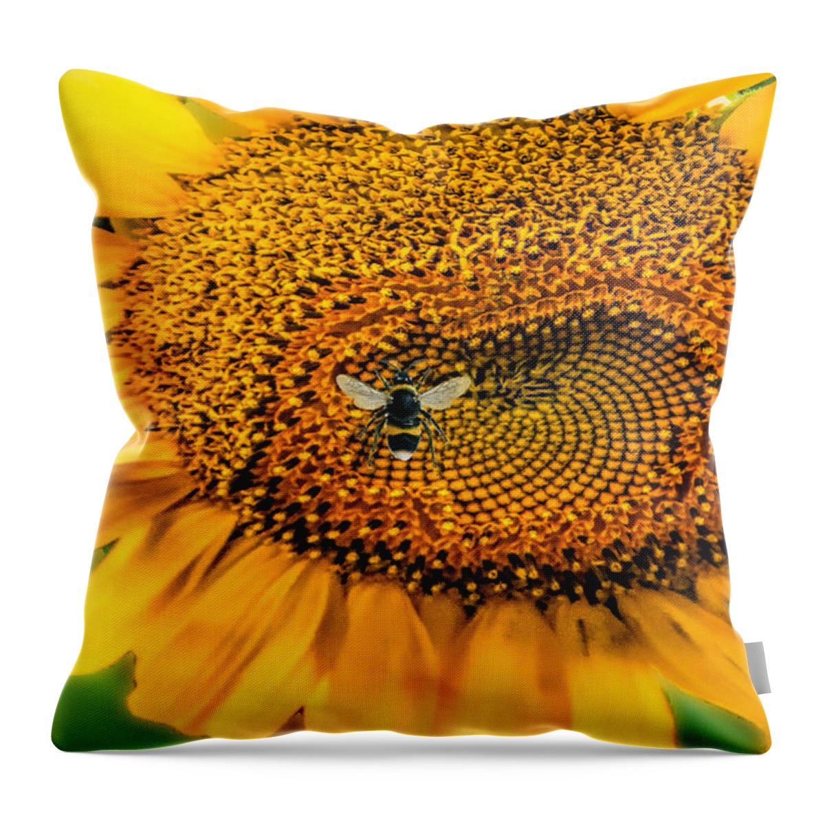 Sunflower Throw Pillow featuring the photograph Sunflower Patch by Pat Cook