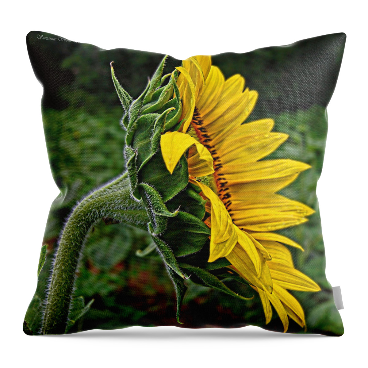 Single Sunflower Throw Pillow featuring the photograph Sunflower Profile by Suzanne Stout