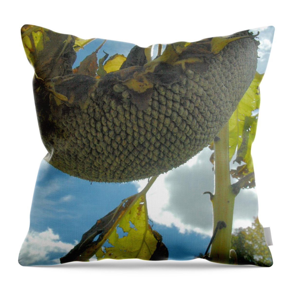 Sunflower Throw Pillow featuring the photograph Sunflower seeds by Trish Hale