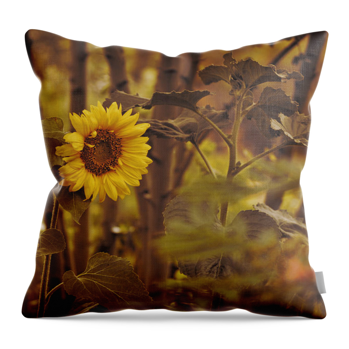 Sunflower Throw Pillow featuring the photograph Sunflower Sentry by Douglas MooreZart