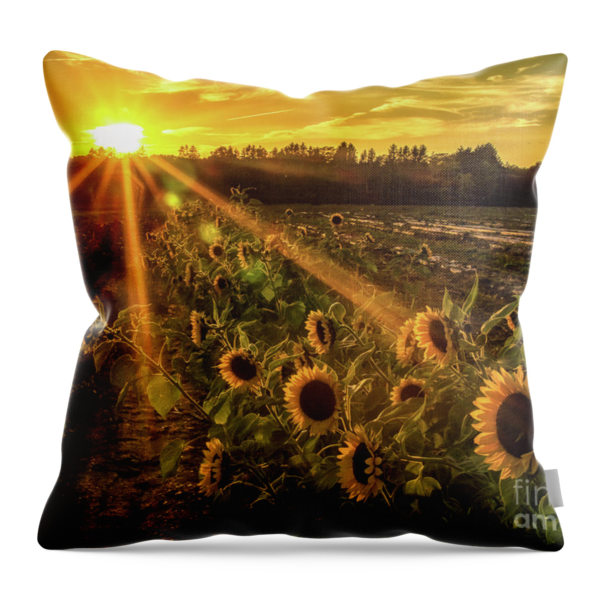 Sunflowers Throw Pillow featuring the photograph Sunflower Sunrays on Long Island, New York by Alissa Beth Photography