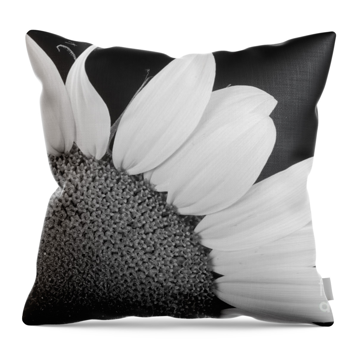 Sunflowers Throw Pillow featuring the photograph Sunflower Three Quarter by James BO Insogna