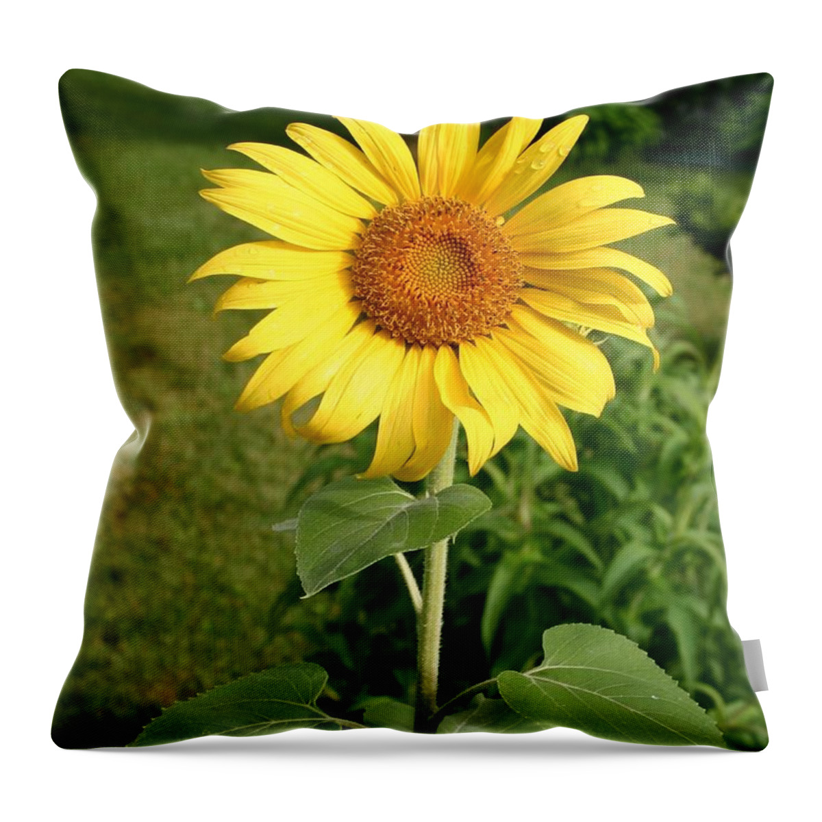 Sunflower Throw Pillow featuring the photograph Sunflower With Raindrops by Robert E Alter Reflections of Infinity