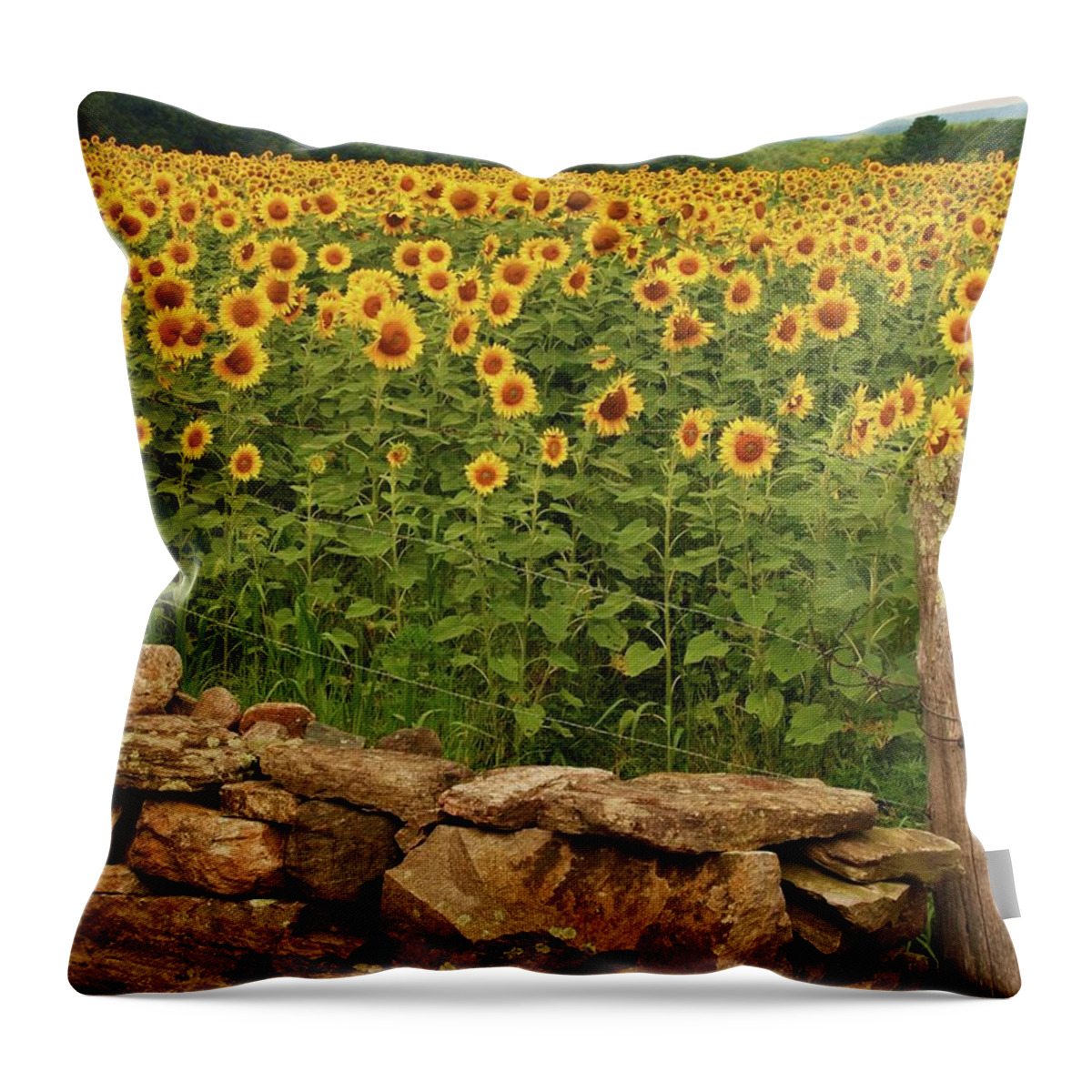 Sunflowers Throw Pillow featuring the photograph Sunflowers and fence  by John Scates