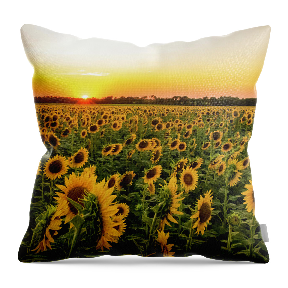 Jay Stockhaus Throw Pillow featuring the photograph Sunflowers at Sunset by Jay Stockhaus