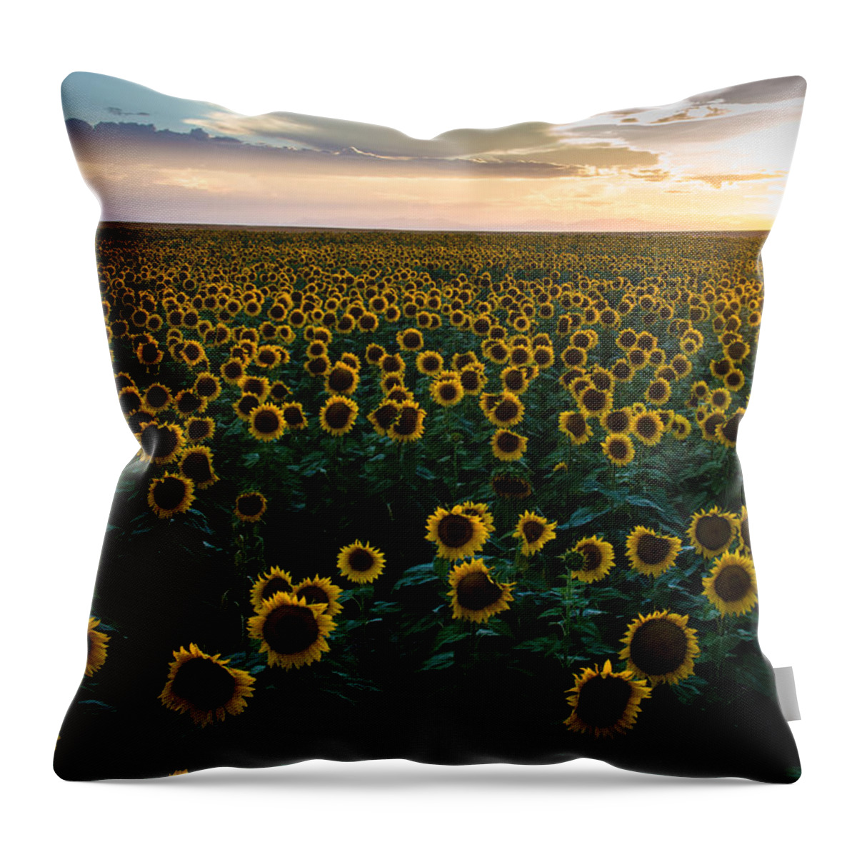 Sunflowers Throw Pillow featuring the photograph Sunflowers at Sunset by Stephen Holst