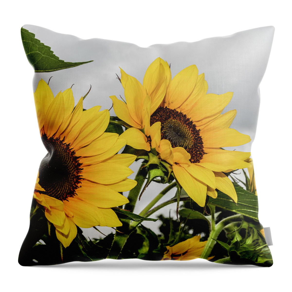 Sunflower Throw Pillow featuring the photograph Sunflowers Brighten a Cloudy Day by Tana Reiff
