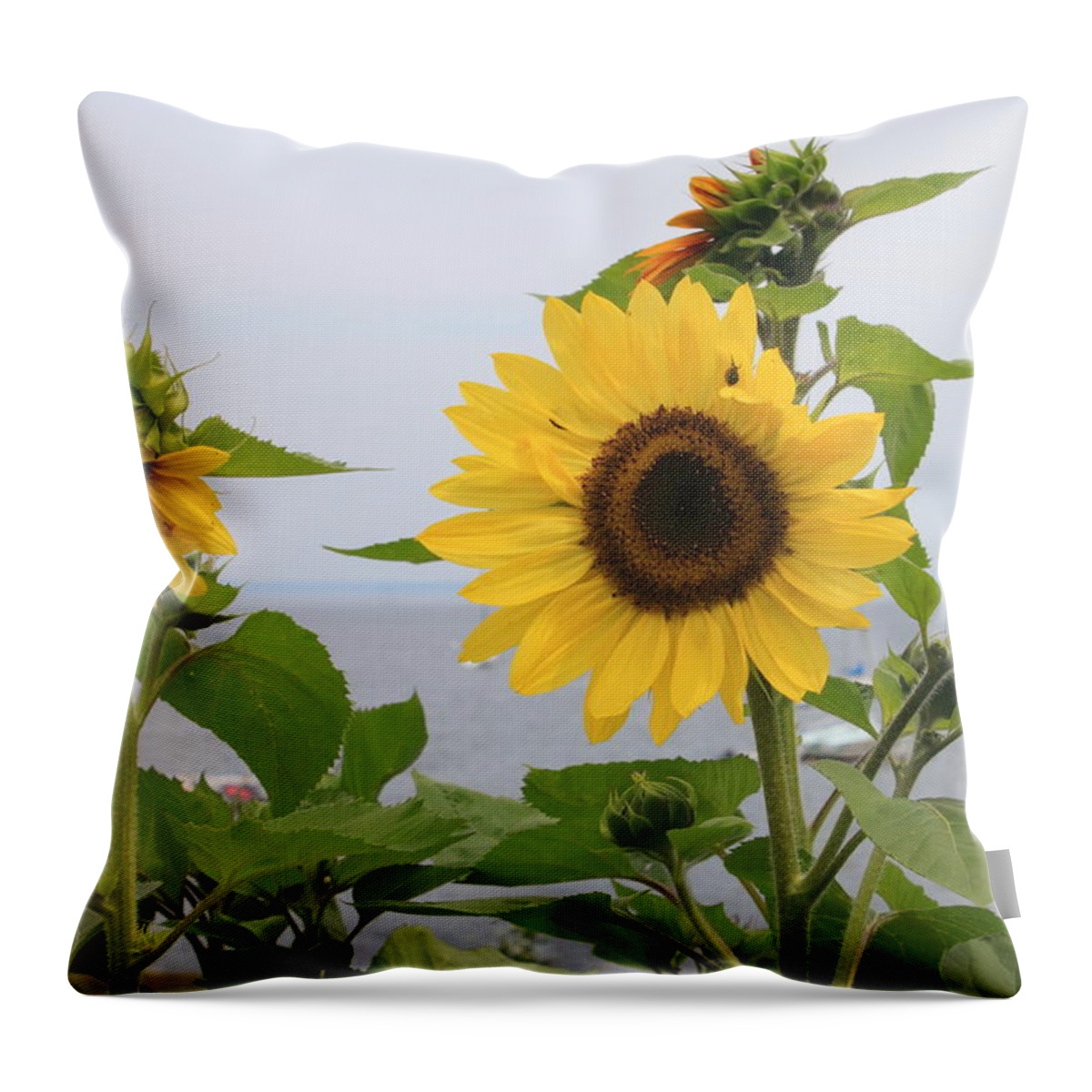 Wildflower Throw Pillow featuring the photograph Sunflowers by the Ocean by John Burk