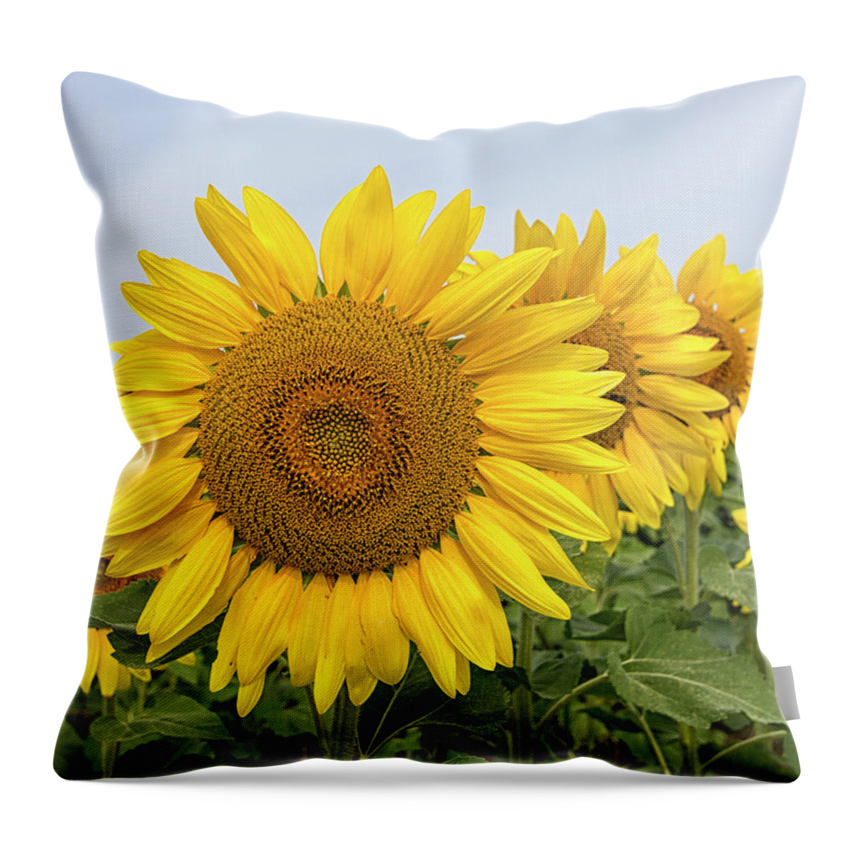 Sunflower Throw Pillow featuring the photograph Sunflowers by Deborah Ritch