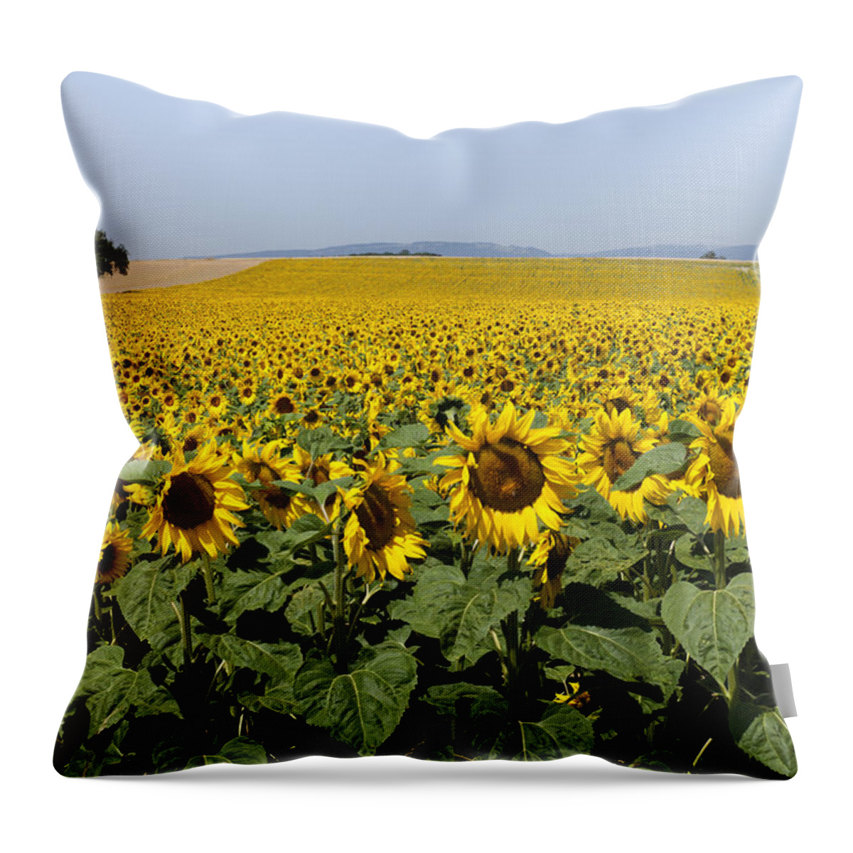 Yellow Throw Pillow featuring the photograph Sunflowers field by Mike Santis