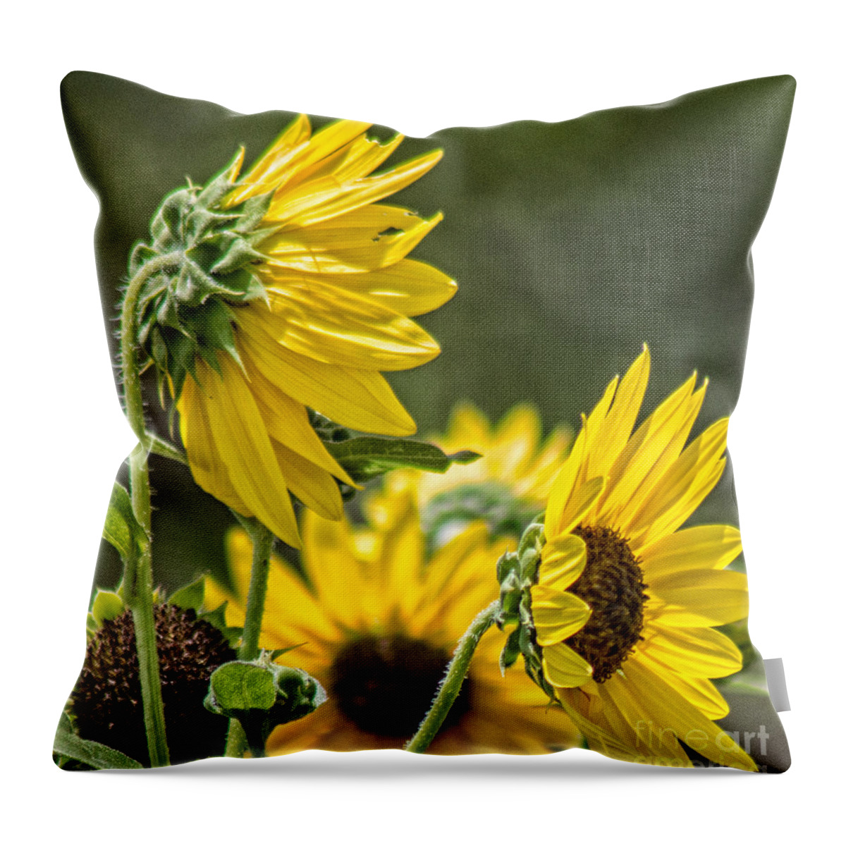 Sunflowers Throw Pillow featuring the photograph Sunflowers in the Wind by Toma Caul