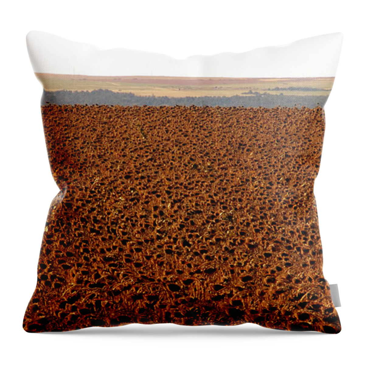Sunflowers Throw Pillow featuring the photograph Sunflowers ready for harvesting by David Lee Thompson