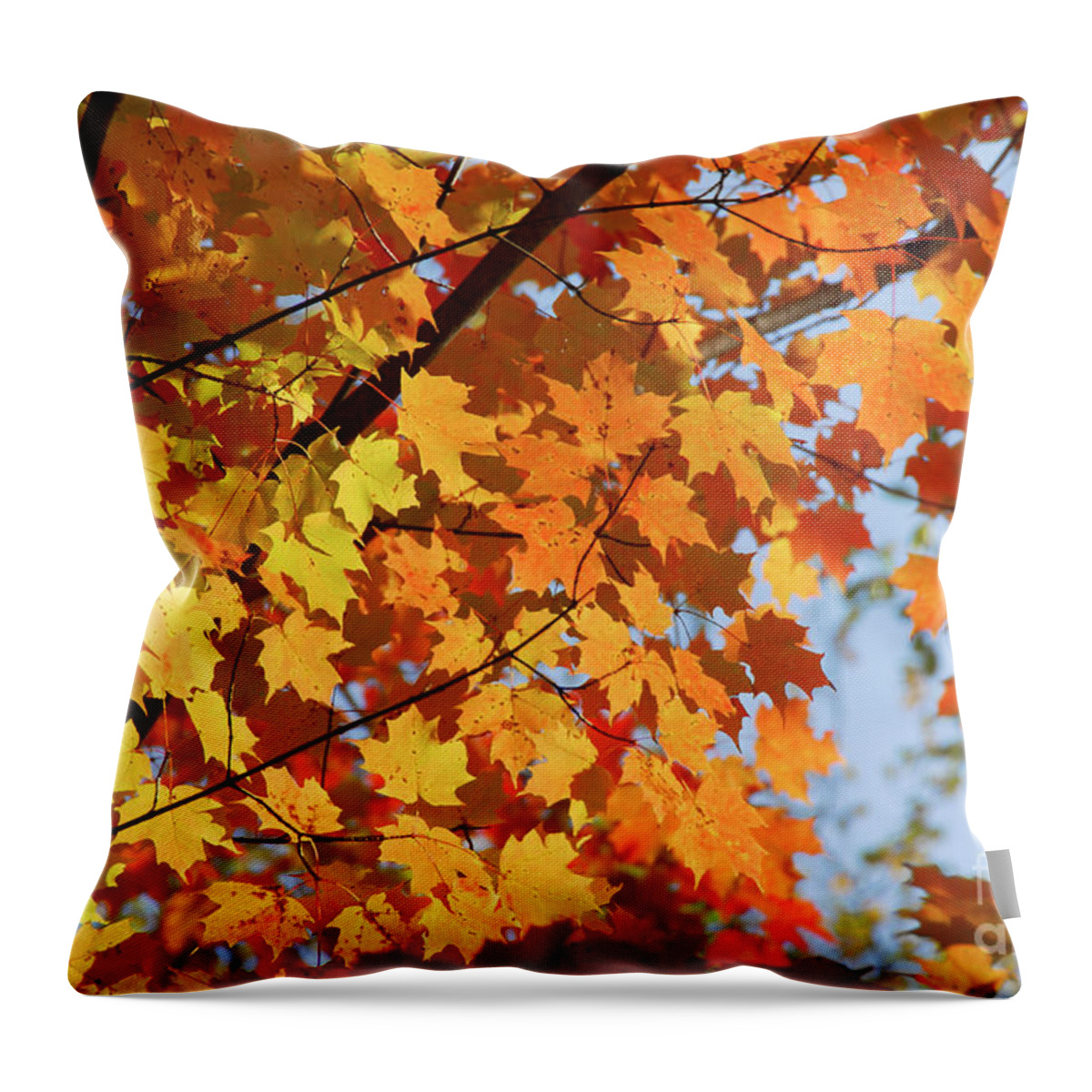 Fall Throw Pillow featuring the photograph Sunlight in maple tree by Elena Elisseeva