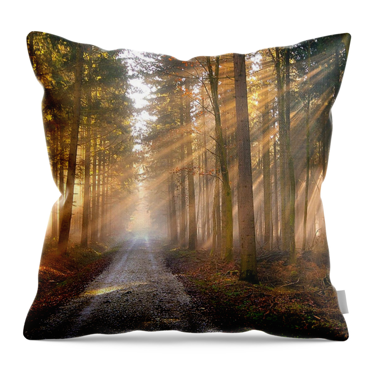 Sunlight Throw Pillow featuring the photograph Sunlight Through Pines by Stamp City