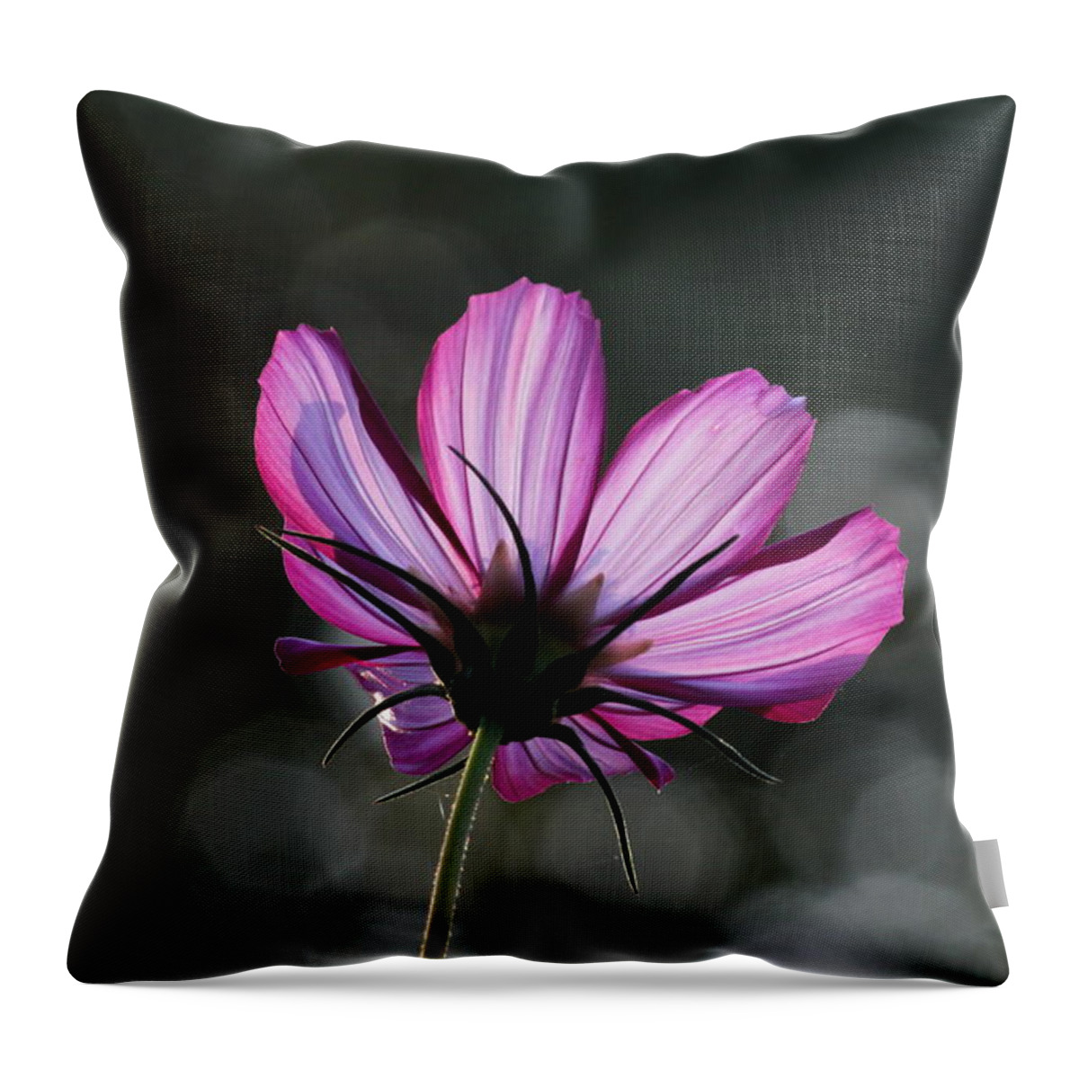 Morning Throw Pillow featuring the photograph Sunlit Beauty by Trent Mallett