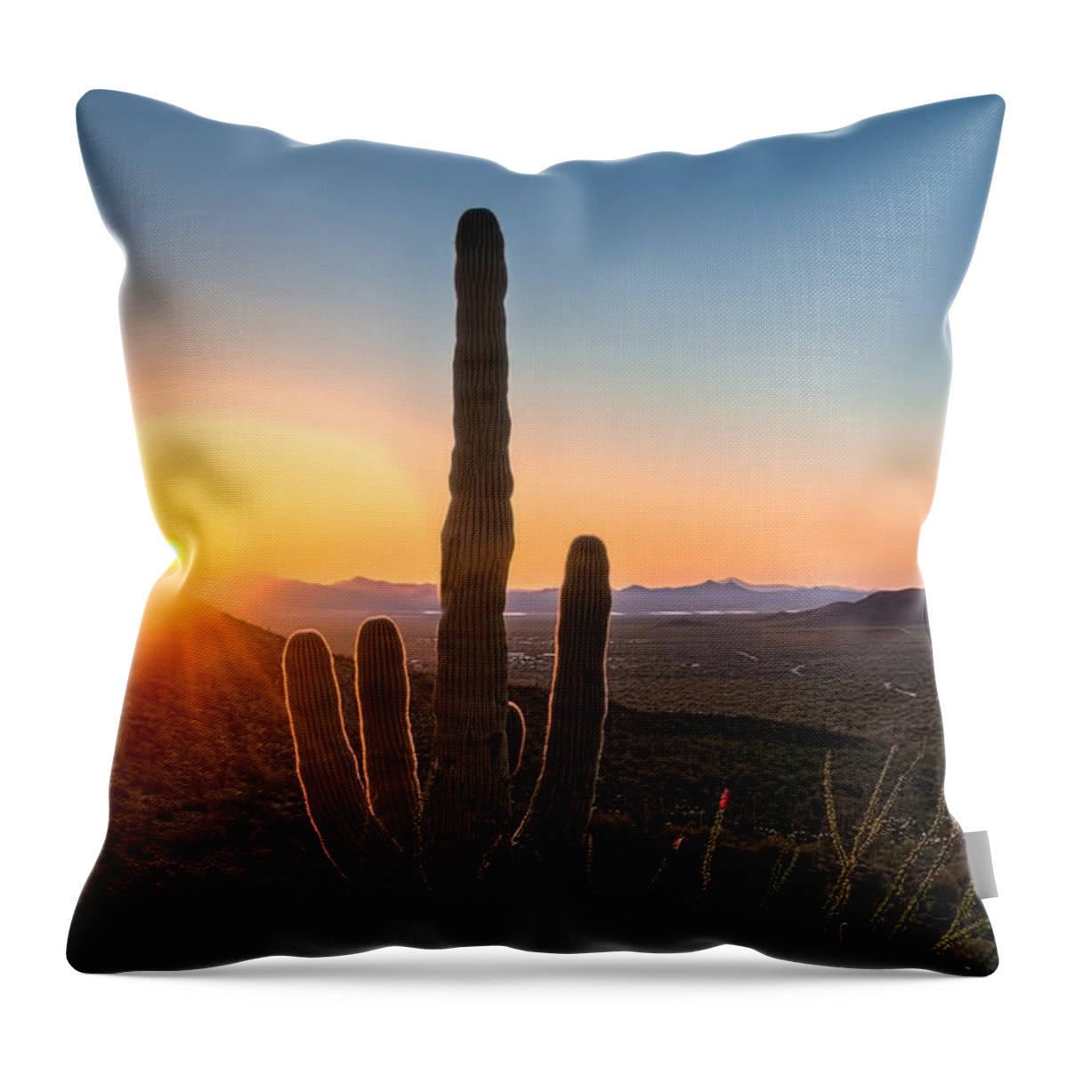 Arid Throw Pillow featuring the photograph Sunlit Cactus by Maria Coulson