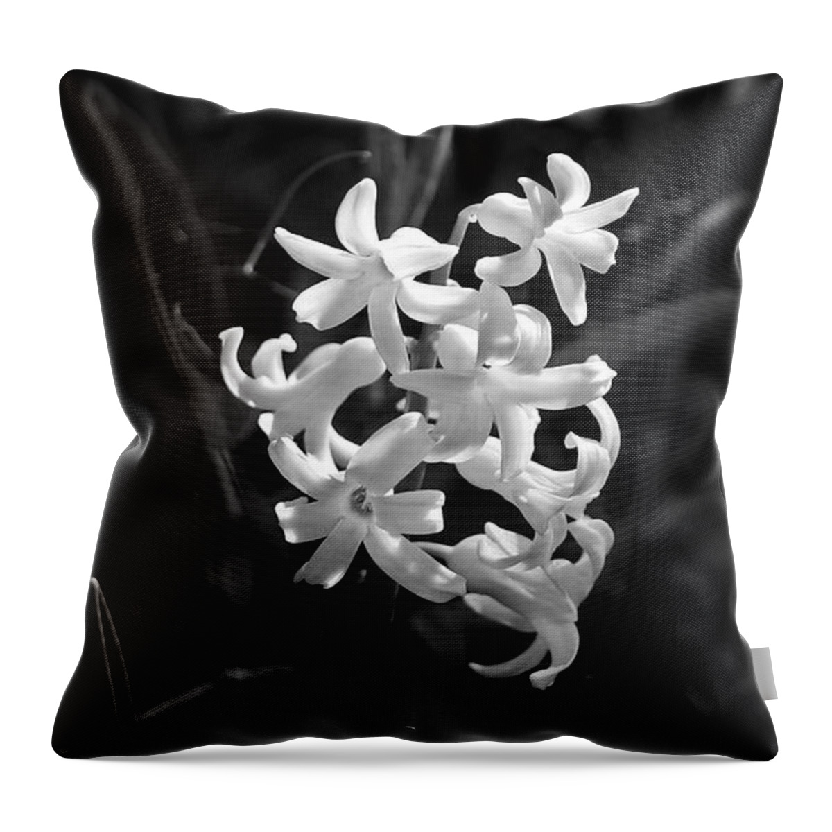 Hyacinth Throw Pillow featuring the photograph Sunlit Hyacinth by Rona Black