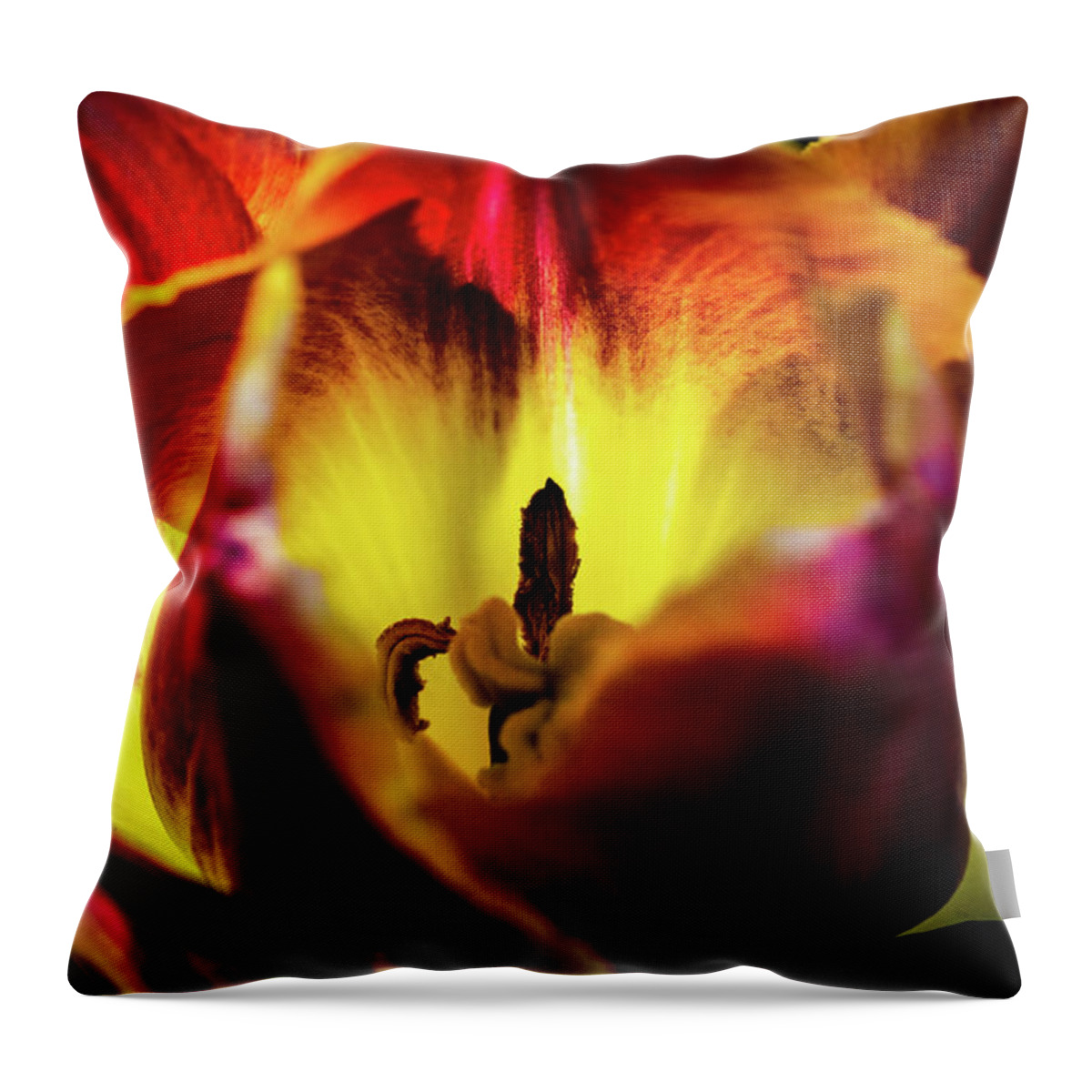 Jay Stockhaus Throw Pillow featuring the photograph Sunlit Tulip by Jay Stockhaus
