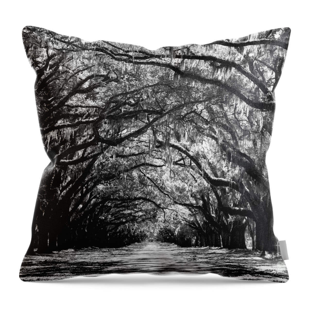 Live Oaks Throw Pillow featuring the photograph Sunny Southern Day - Black and White by Carol Groenen