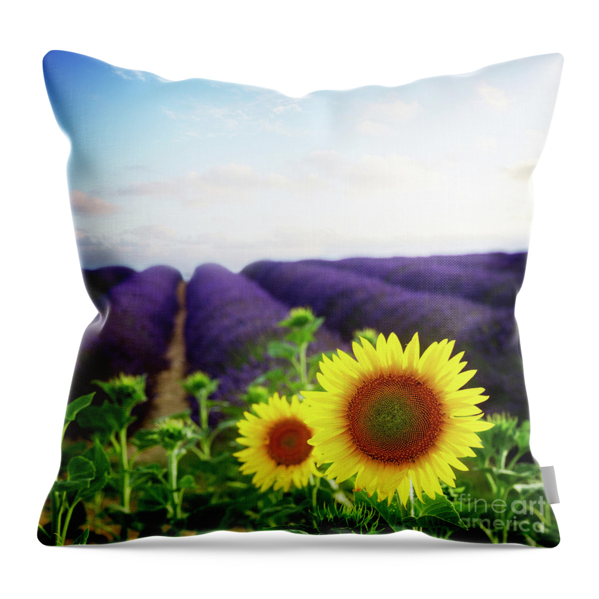 Lavender Throw Pillow featuring the photograph Sunrise over Sunflower and Lavender Field by Anastasy Yarmolovich