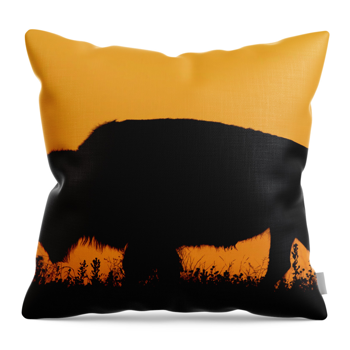 Kansas Throw Pillow featuring the photograph Sunset Bison 2 by Rob Graham