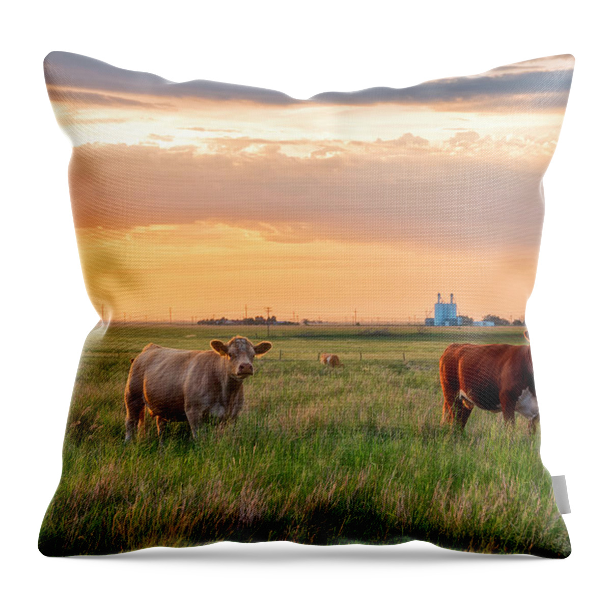 Sunset Throw Pillow featuring the photograph Sunset Cattle by Russell Pugh