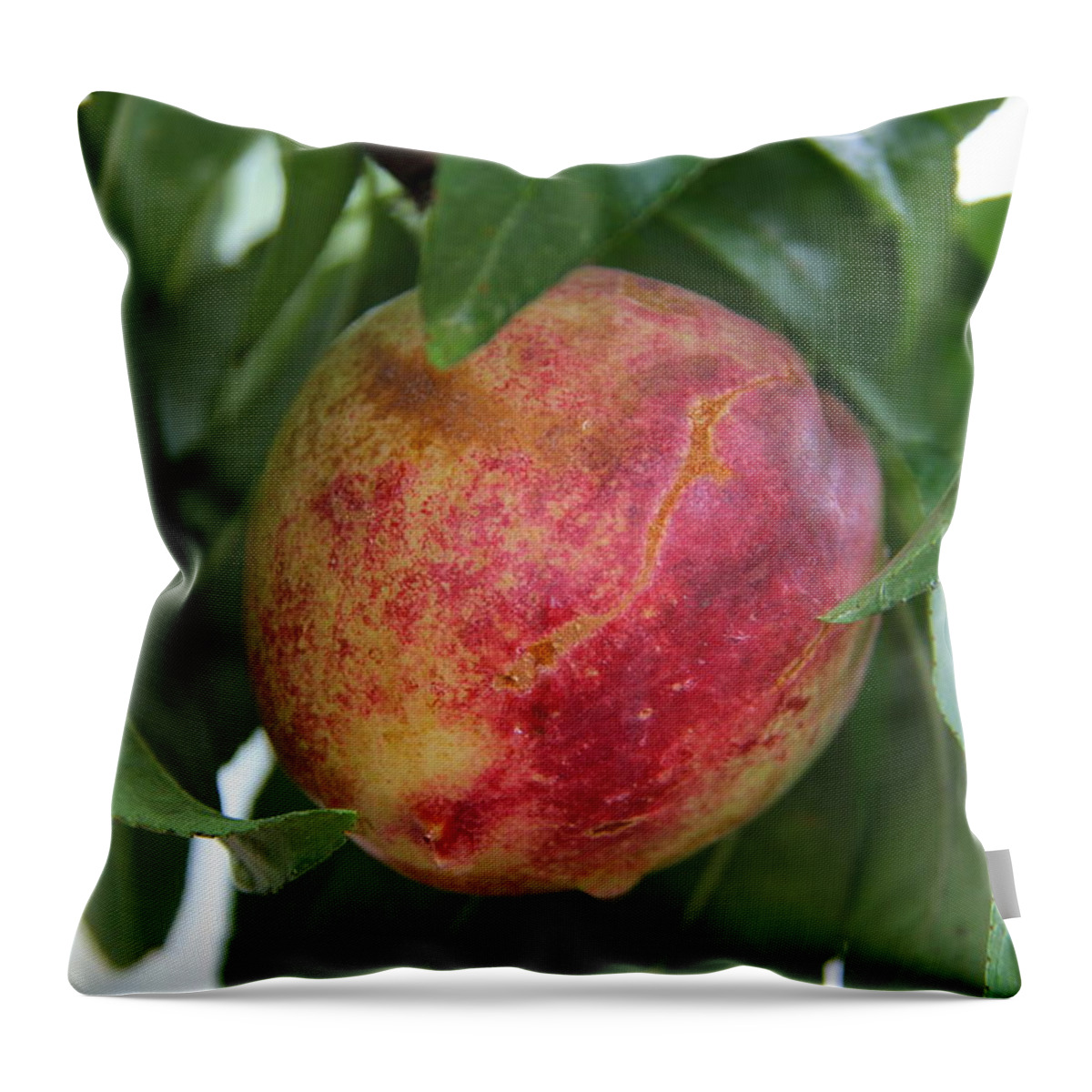 Pluot Throw Pillow featuring the photograph Sunset Fruit by Suzanne Oesterling