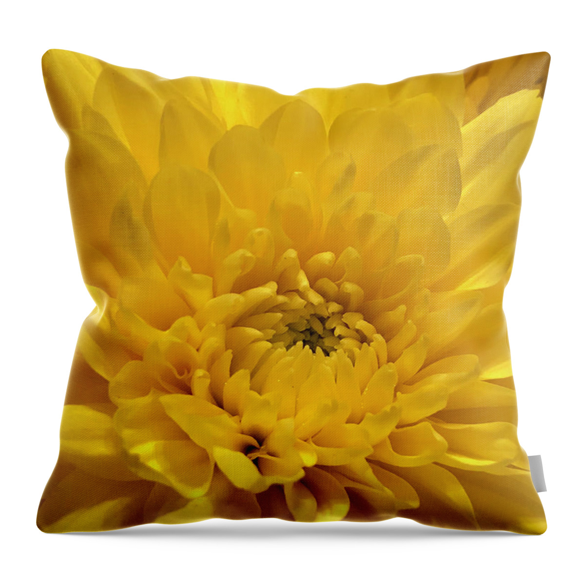 Flower Throw Pillow featuring the photograph Sunshine Chrysanthemum by CAC Graphics