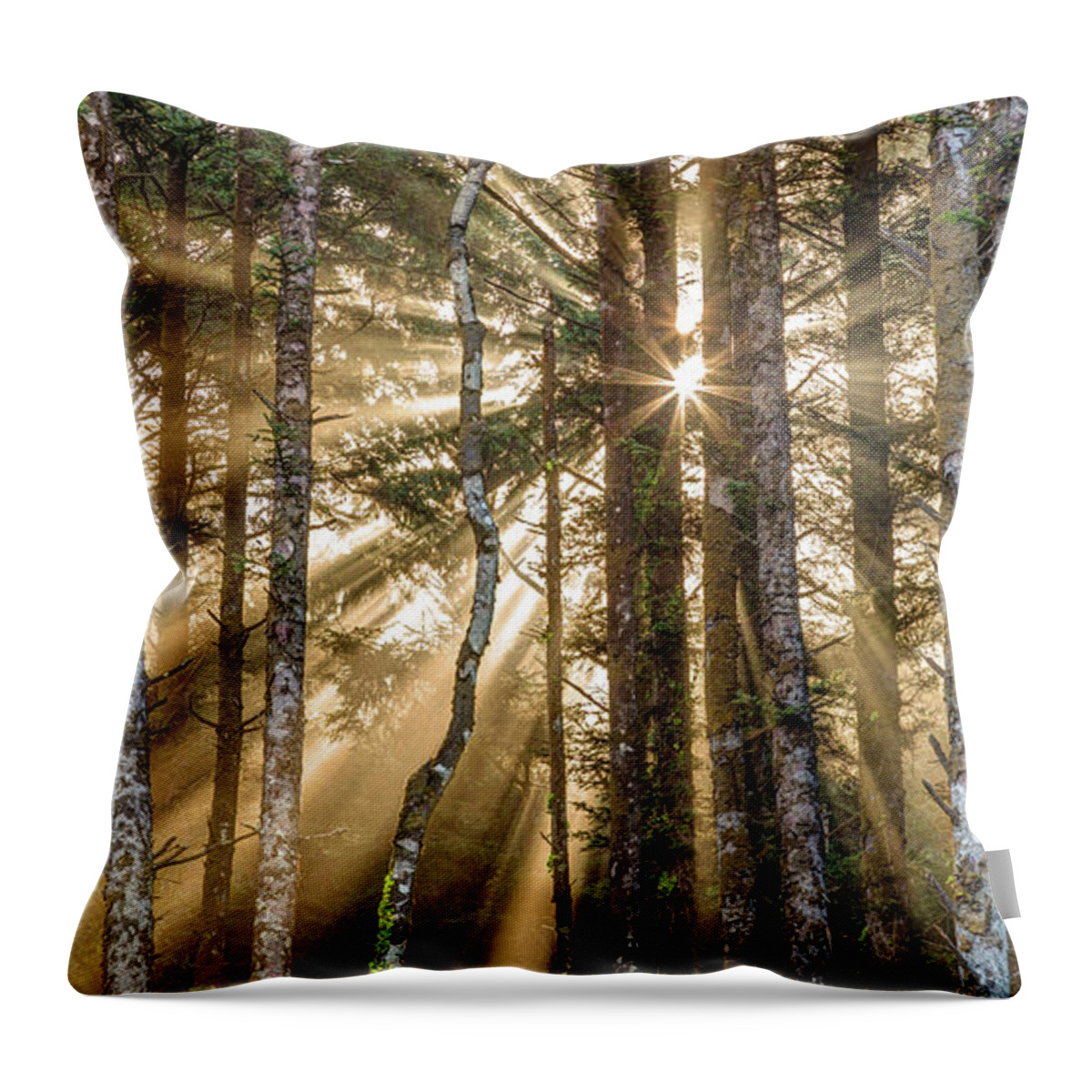 Forest Throw Pillow featuring the photograph Sunshine Forest by Pierre Leclerc Photography