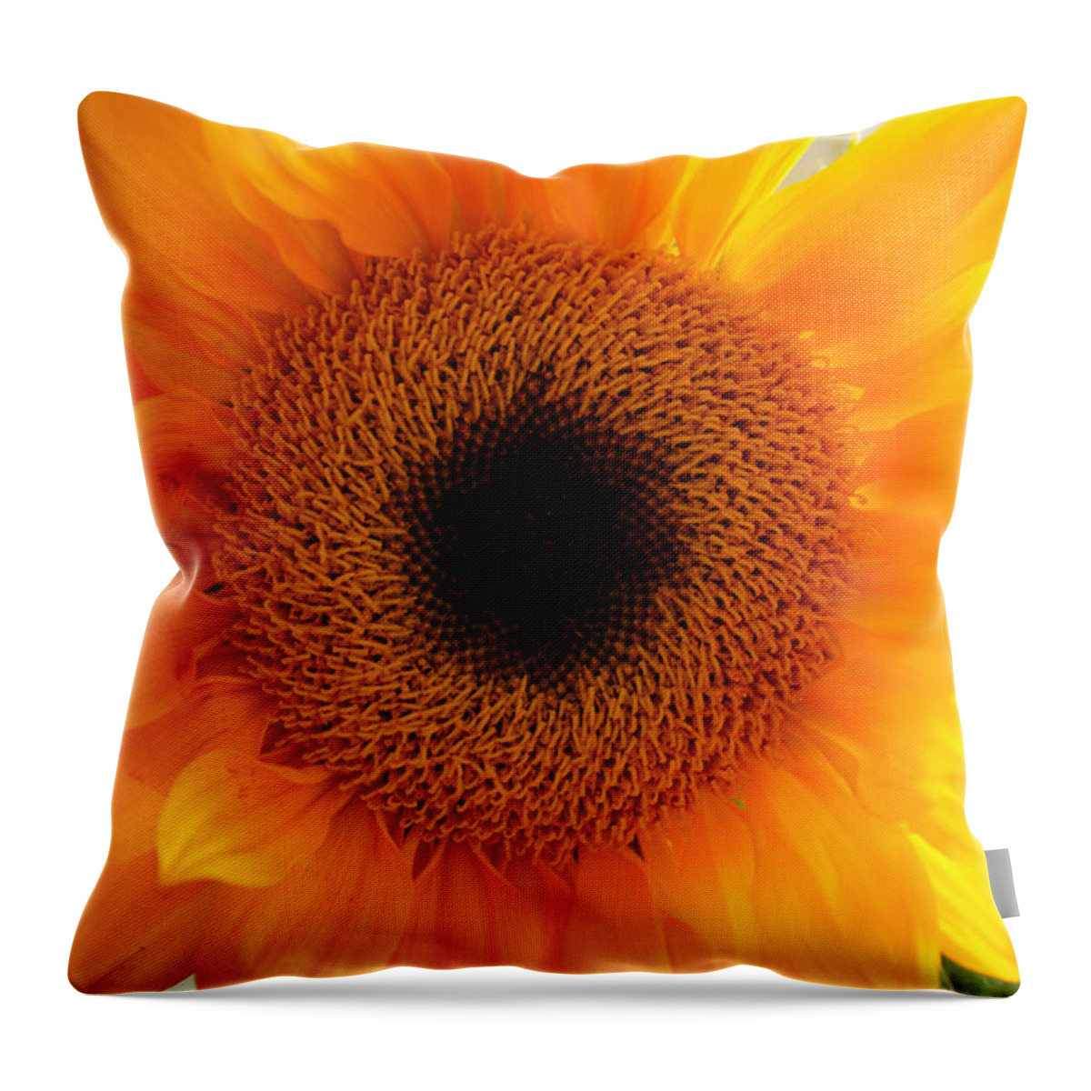 Sunflower Throw Pillow featuring the photograph Golden Sunshine by Lynn Jackson