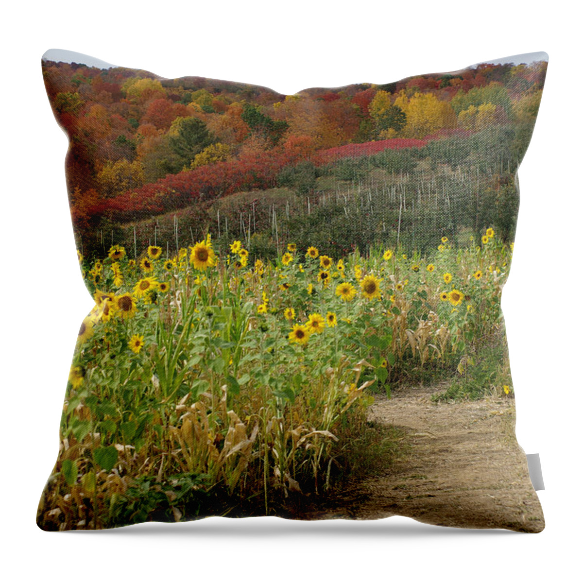 Sunflowers Throw Pillow featuring the photograph Sunshine Valley by Linda Mishler